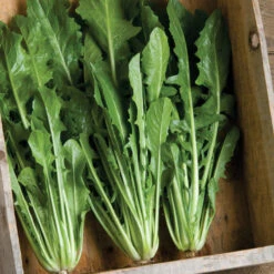 Catalogna Special -Seed & Root Sales Store 00375 01 catalognaspecial