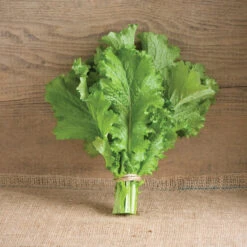 Green Wave -Seed & Root Sales Store 00377 01 greenwave