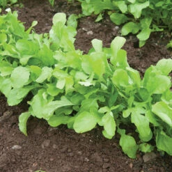 Arugula (Standard) 7 Arugula (Standard) -Seed & Root Sales Store 00385 02 arugula