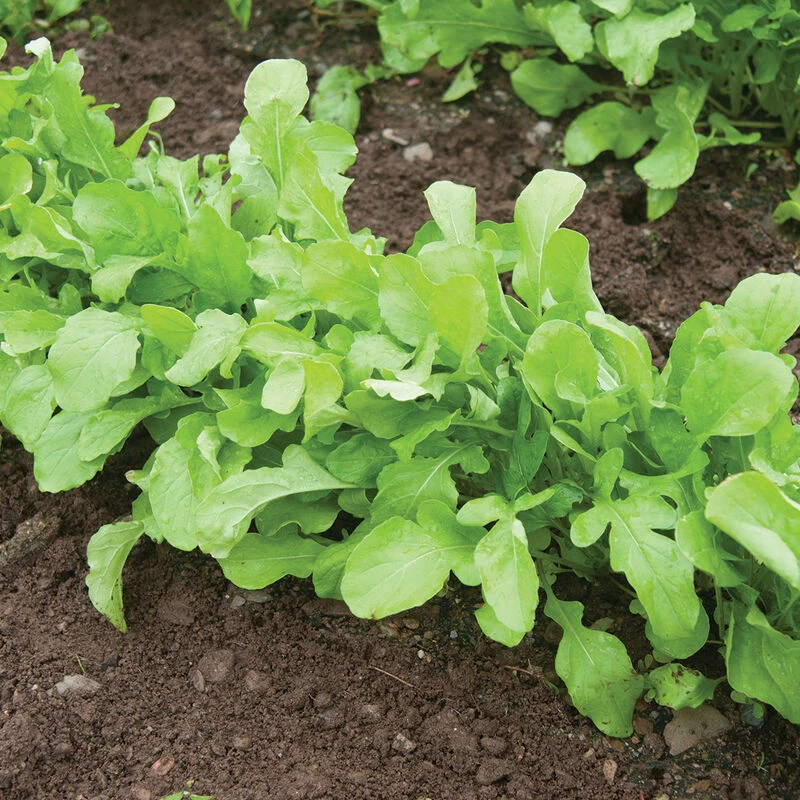 Arugula (Standard) 4 Arugula (Standard) - Image 4