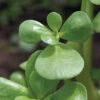 Goldberg Golden Purslane