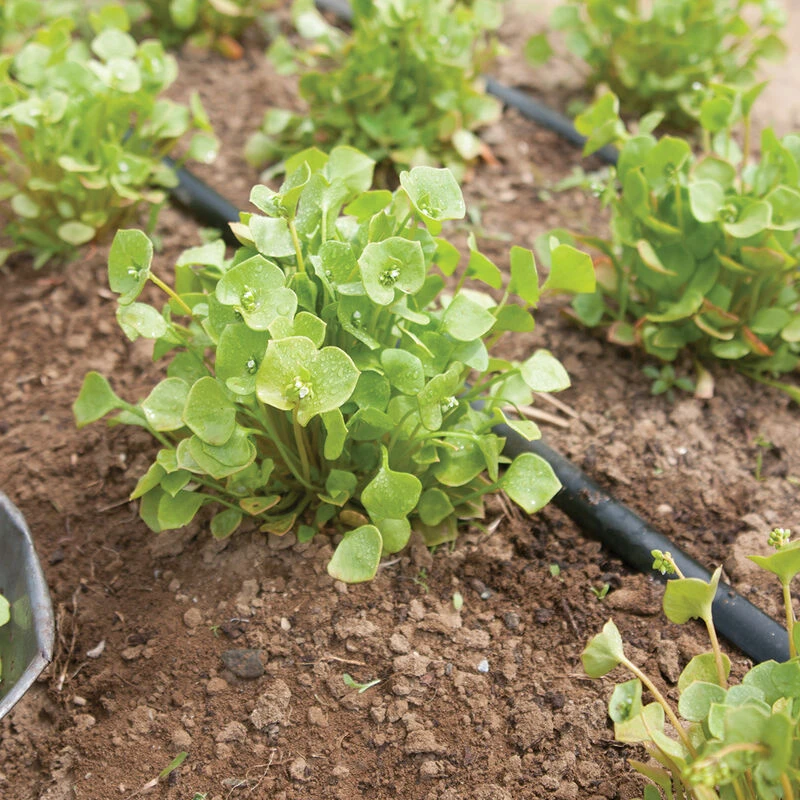 Claytonia 3 Claytonia - Image 3