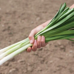 King Richard -Seed & Root Sales Store 00416g 02 kingrichard