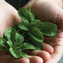 Vit 6 Vit -Seed & Root Sales Store 00419 03 vit