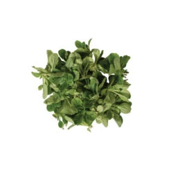 Vit 7 Vit -Seed & Root Sales Store 00419 04 vit