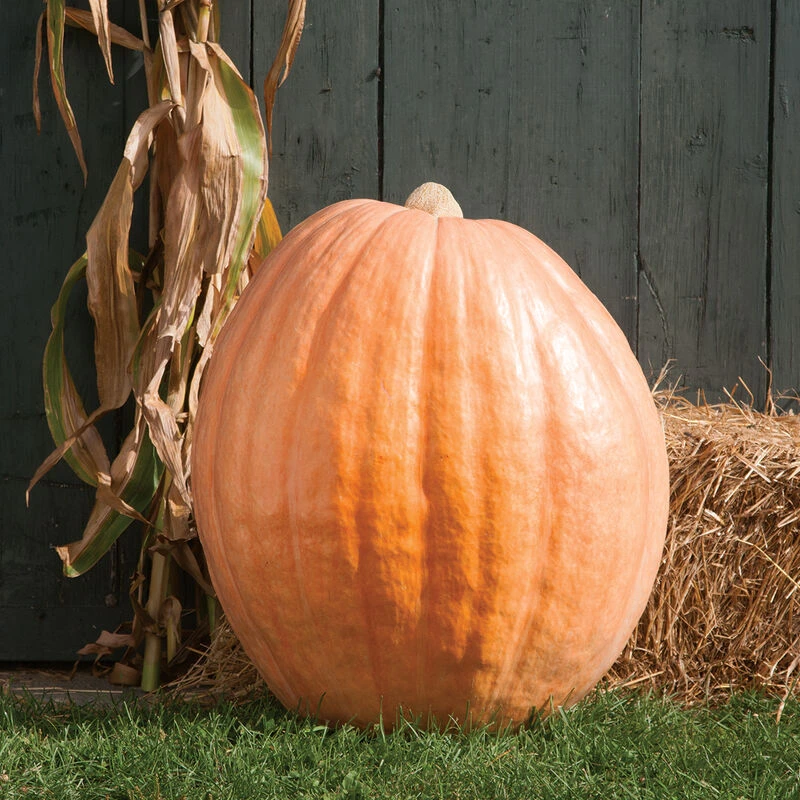 Dill's Atlantic Giant 1 Dill's Atlantic Giant