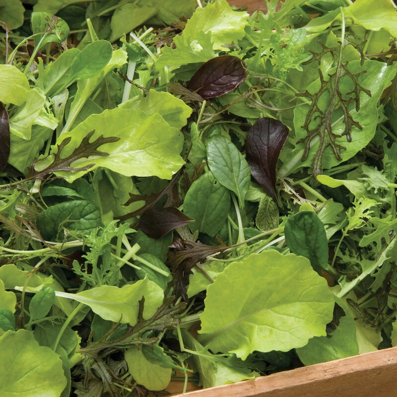 Premium Greens Mix 2 Premium Greens Mix - Image 2