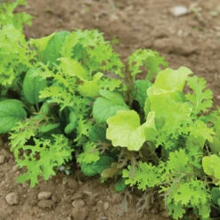 Premium Greens Mix 6 Premium Greens Mix -Seed & Root Sales Store 00650 02 premiummixfieldhorz