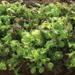 Premium Greens Mix 7 Premium Greens Mix -Seed & Root Sales Store 00650 03 premiummix