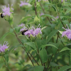 Wild Bergamot