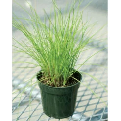 Staro -Seed & Root Sales Store 00840 03 staro