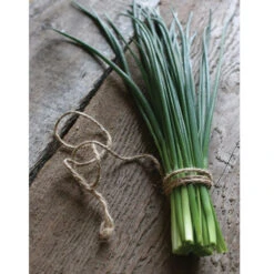 Staro -Seed & Root Sales Store 00840 04 staro