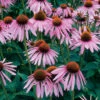Echinacea Purpurea