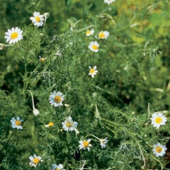 Roman Chamomile