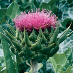 Milk Thistle
