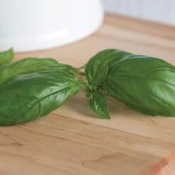 Genovese 8 Genovese -Seed & Root Sales Store 00911 03 genovese