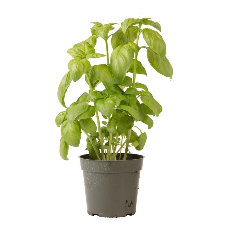 Genovese 6 Genovese - Image 6