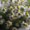 Common Chamomile