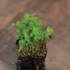 Cutting Celery -Seed & Root Sales Store 00922m 03 cutcelmicro