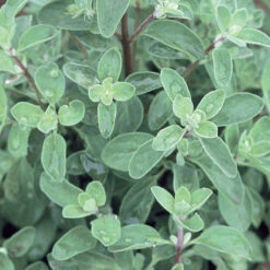 Sweet Marjoram