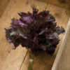 Red Shiso