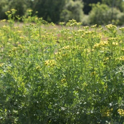 Rue 5 Rue -Seed & Root Sales Store 00974 03 rue