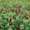Crimson Clover