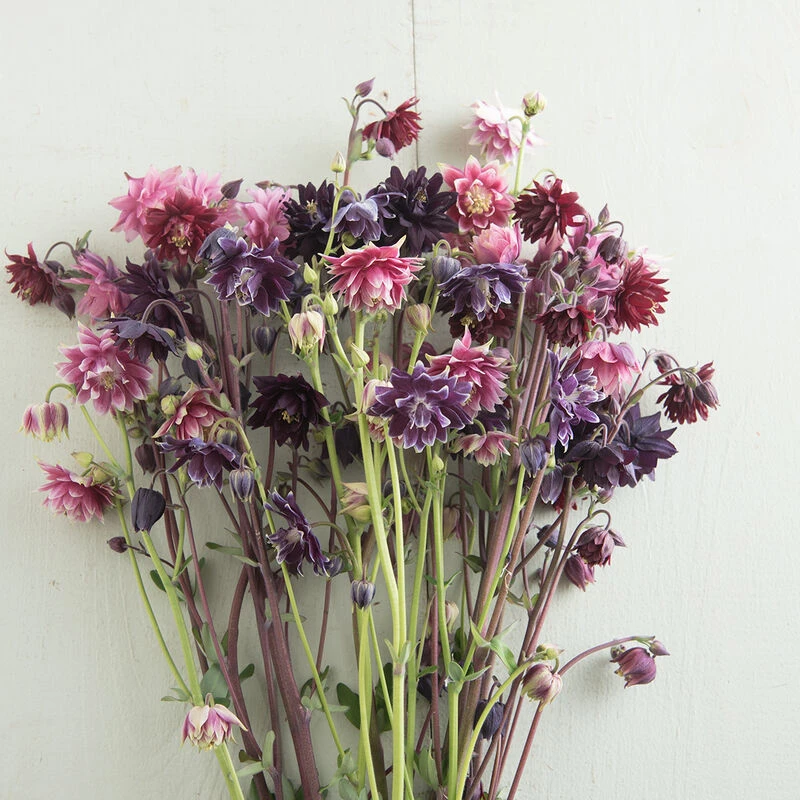 Barlow Mix 1 Barlow Mix