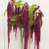 Love-Lies-Bleeding
