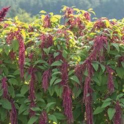 Love-Lies-Bleeding -Seed & Root Sales Store 01139 03 love lies bleeding