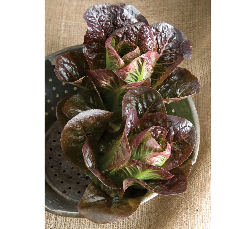 Breen 2 Breen - Image 2