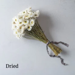 Pierrot White -Seed & Root Sales Store 01279 03 pierrot dried flower
