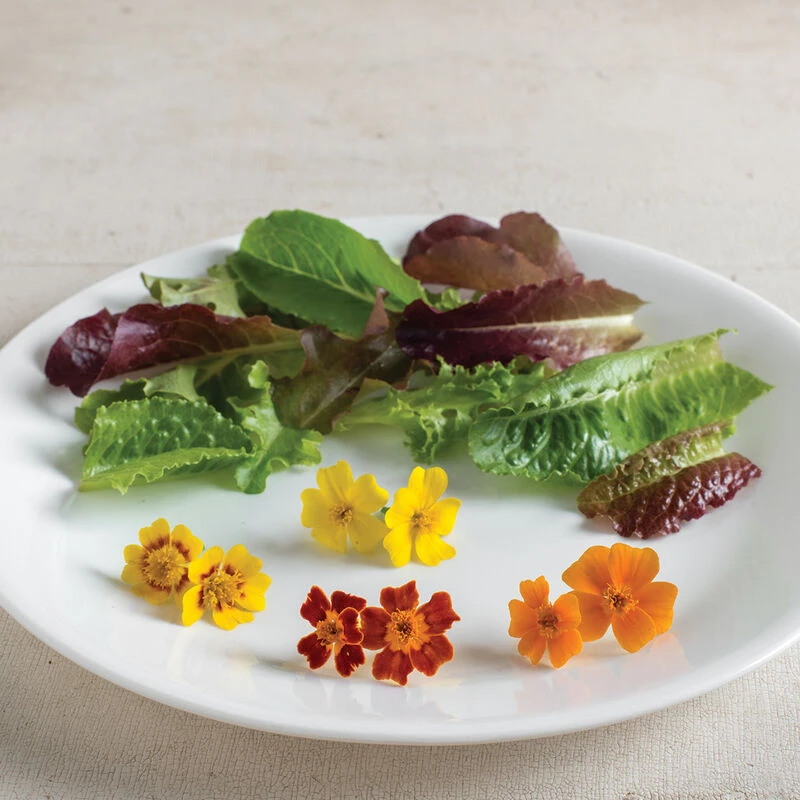 Tangerine Gem 2 Tangerine Gem - Image 2