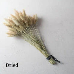 Hare's Tail Grass -Seed & Root Sales Store 01551 03 haretail grass dried flower
