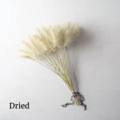 Feathertop -Seed & Root Sales Store 01584 03 feathertop dried flower