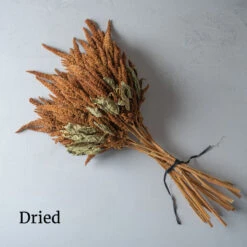 Hot Biscuits -Seed & Root Sales Store 01676 04 hotbiscuits dried flower