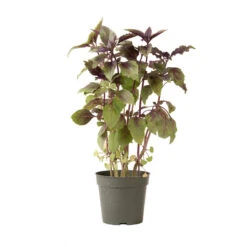 Aromatto -Seed & Root Sales Store 01772g 03 aromotto