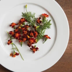 Red Gem -Seed & Root Sales Store 01857 02 redgem