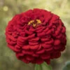 Giant Dahlia Flowered Scarlet
