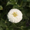 Giant Dahlia Flowered White