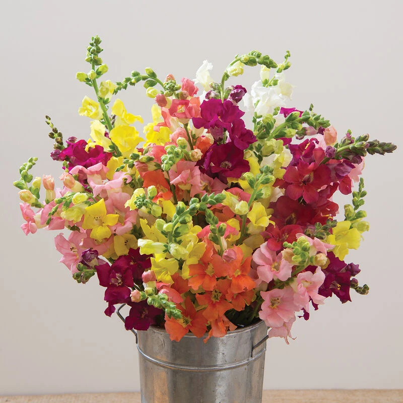 Chantilly™ Formula Mix 2 Chantilly™ Formula Mix - Image 2