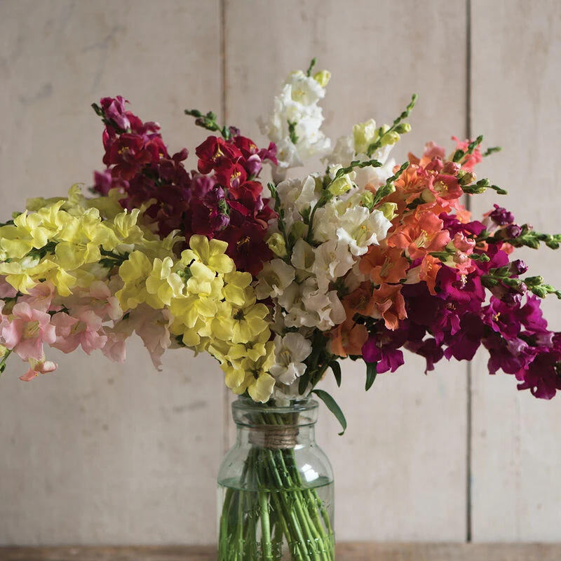 Chantilly™ Formula Mix 1 Chantilly™ Formula Mix