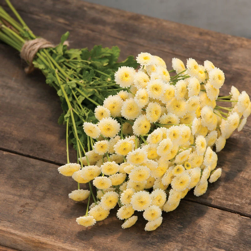 Magic Lime Green 1 Magic Lime Green