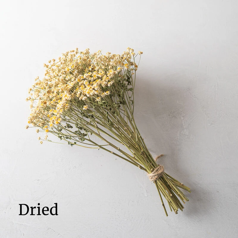 Magic Single 2 Magic Single - Image 2