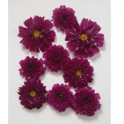 Seed & Root Sales Store -Seed & Root Sales Store 01959 01 doubleclickcranberry