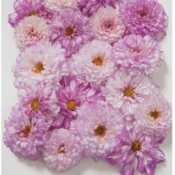 Seed & Root Sales Store -Seed & Root Sales Store 01960 01 doubleclickpink