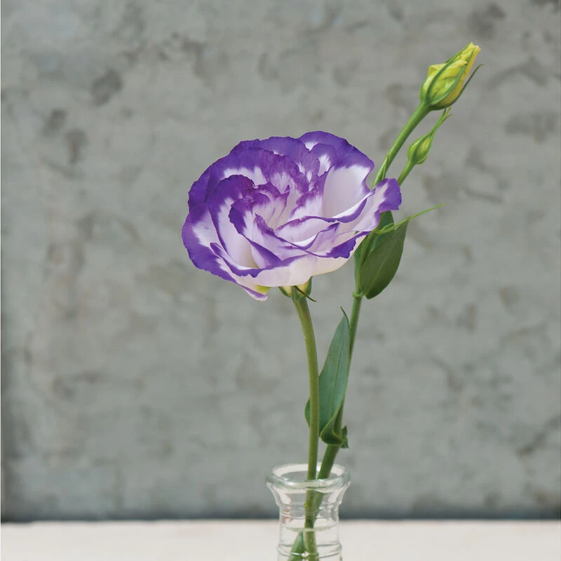 Arena III Blue Picotee 1 Arena III Blue Picotee