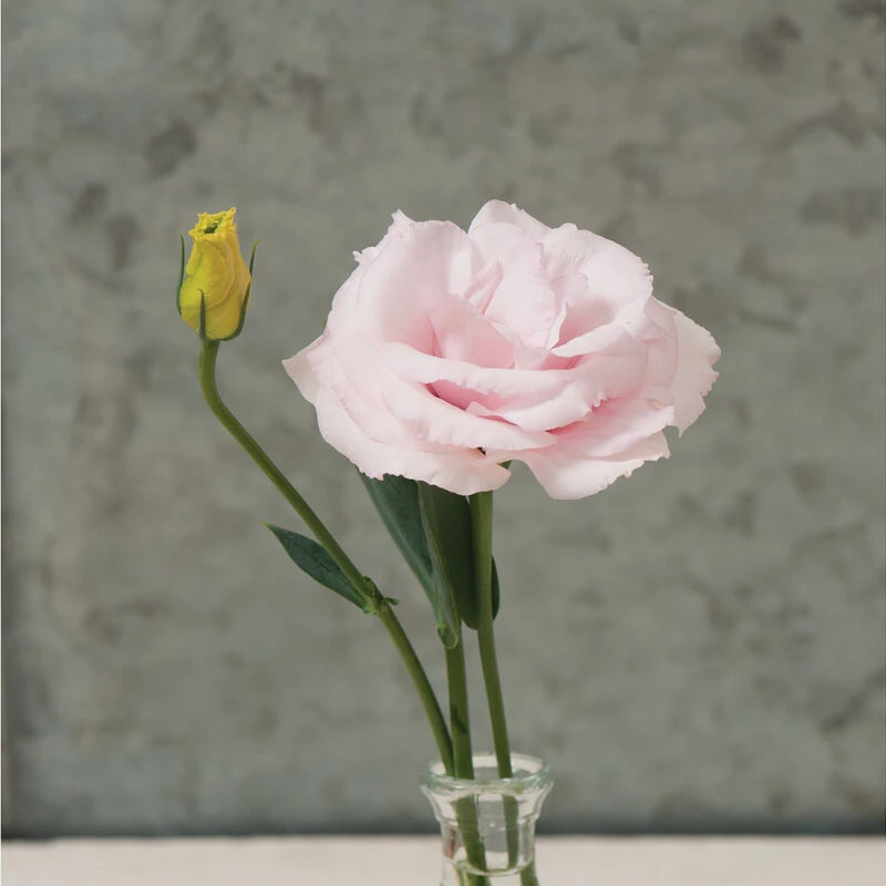 Arena III Baby Pink 1 Arena III Baby Pink