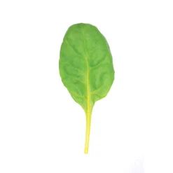 Bright Yellow -Seed & Root Sales Store 02205d 03 brightyellow