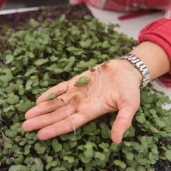 Cabbage, Red 5 Cabbage, Red -Seed & Root Sales Store 02230m 02 cabbage